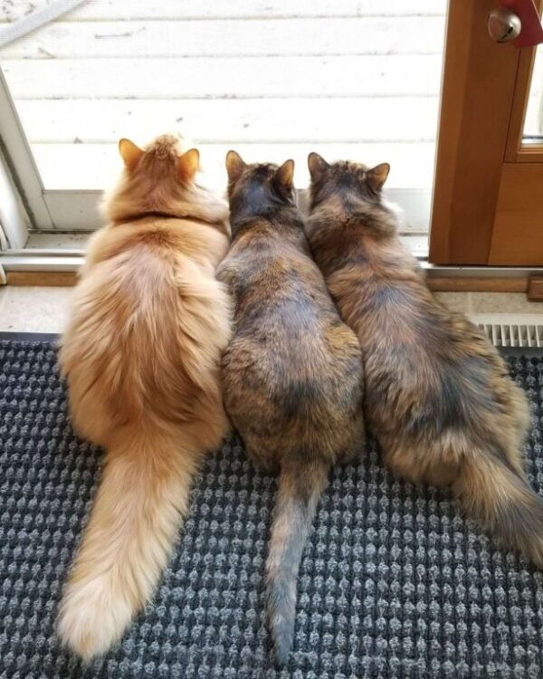 3 CATS (1)